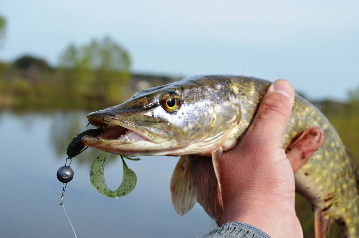 Ловля щуки на реке: секреты успешной рыбалки