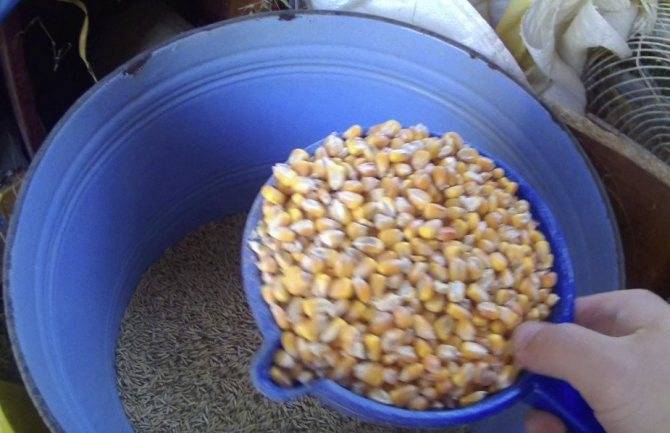 Пшеница для рыбалки - как запарить и приготовить ферментированную пшеницу?