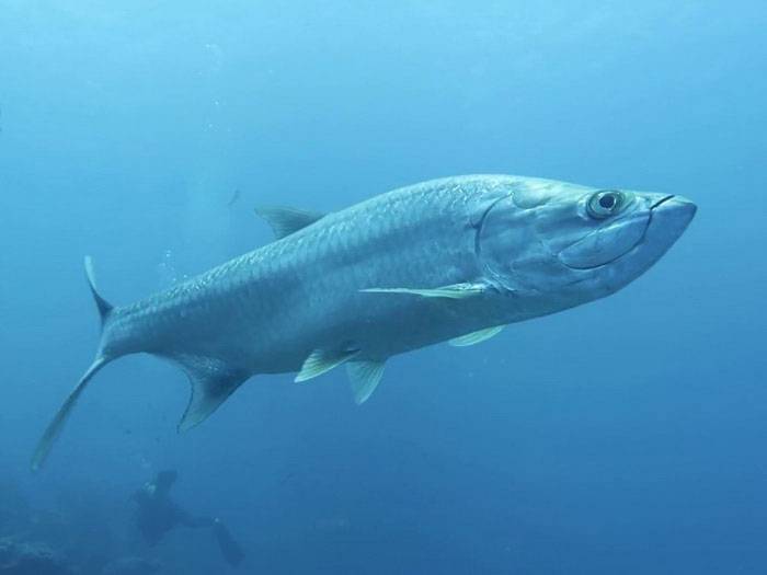 Рыба «Тарпон атлантический» фото и описание
