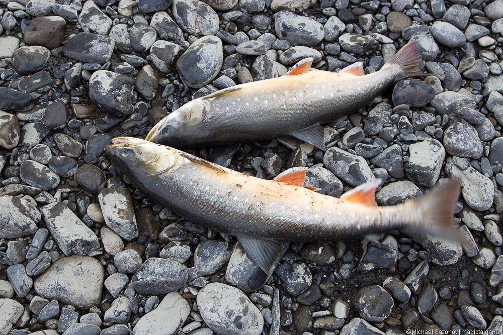 Рыба голец: польза, вред, где водится, состав, калорийность, противопоказания