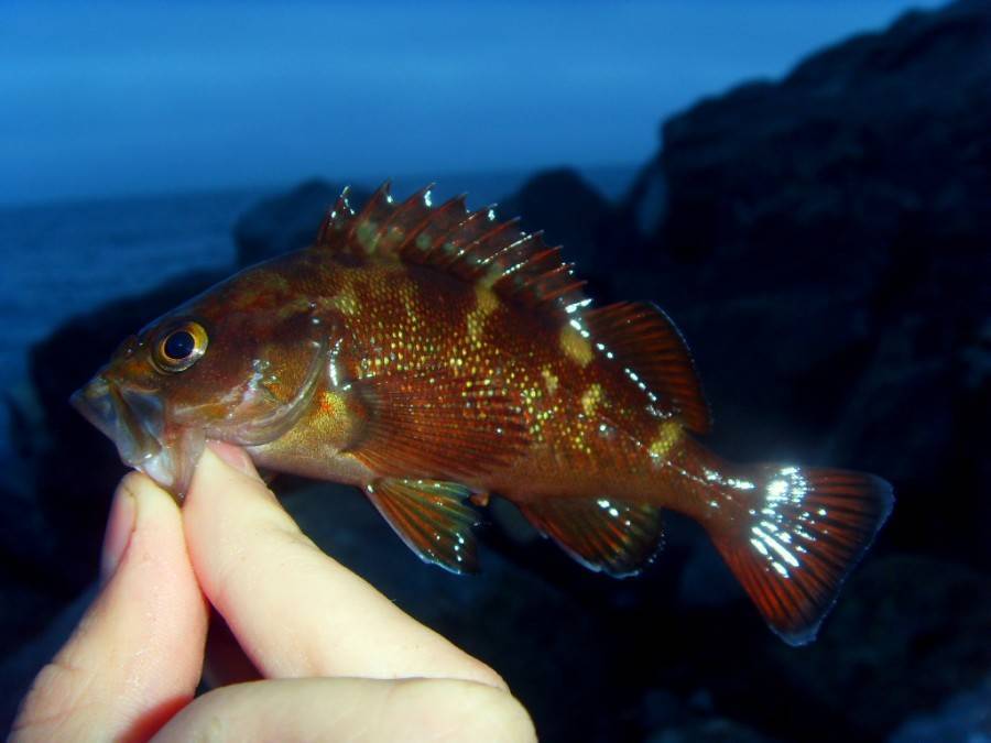 Морской окунь: фото, приготовление, польза и вред