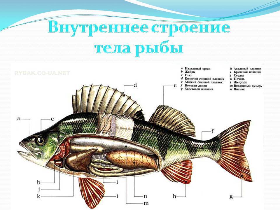 Для рыбалки – какое значение имеет боковая линия у рыб?