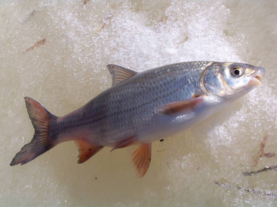 Рыба подуст фото и описание, реальная рыбалка ⋆ rest-river.ru