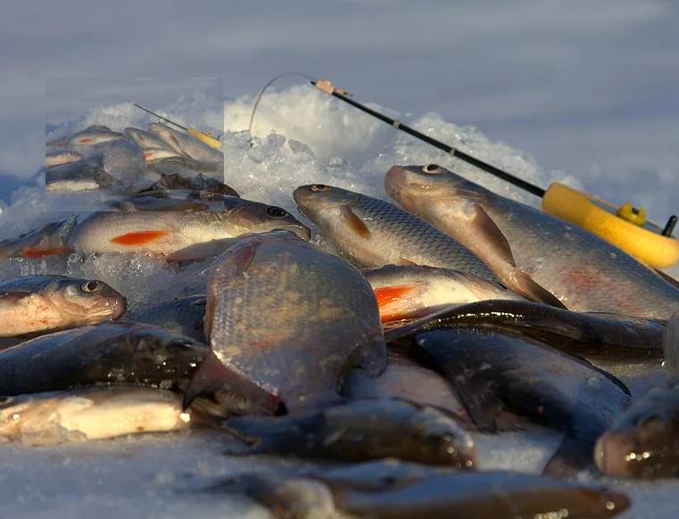 Ловля рыбы на енисее: места и особенности