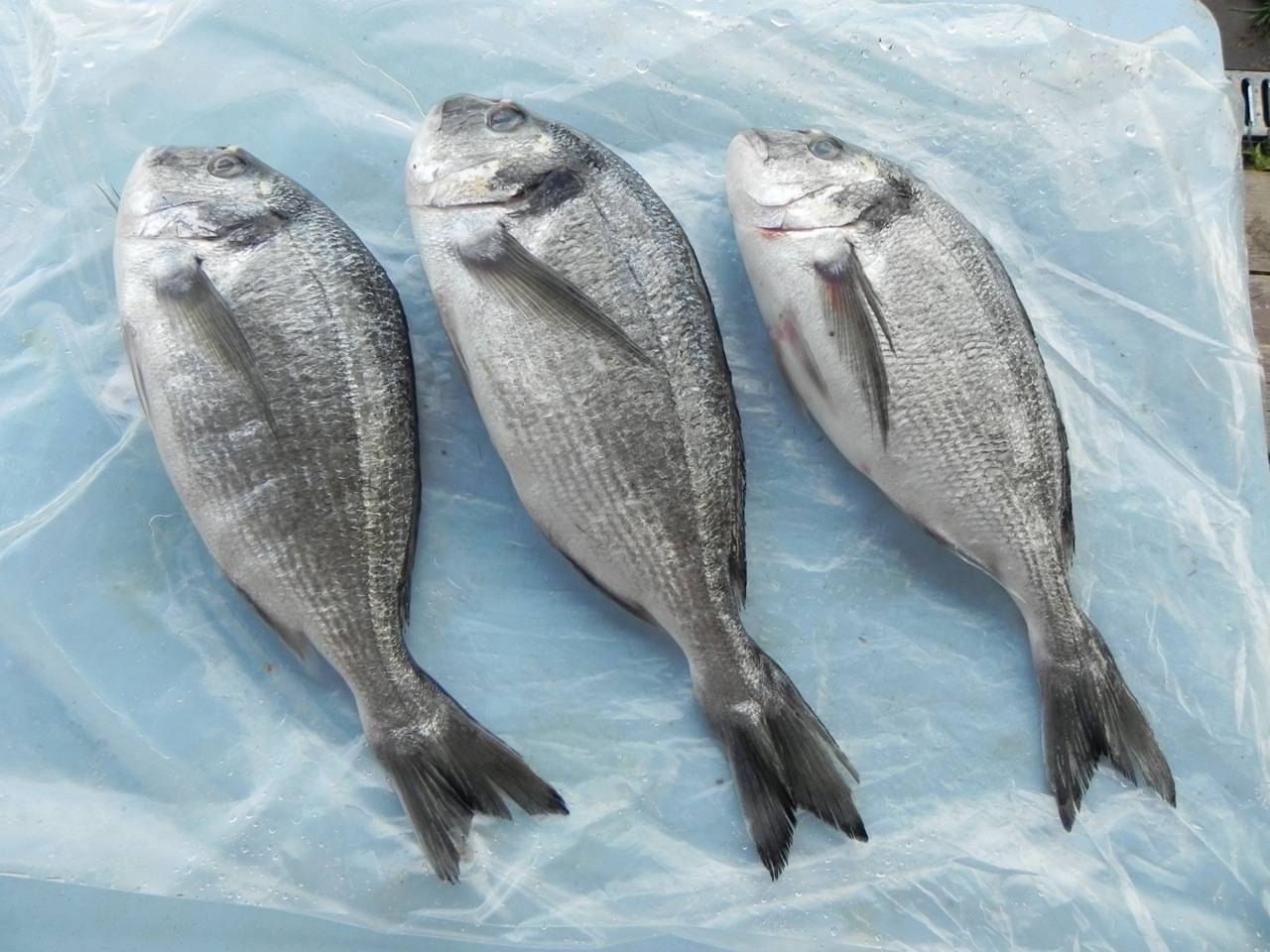 Дорадо - польза рыбы и как ее приготовить правильно