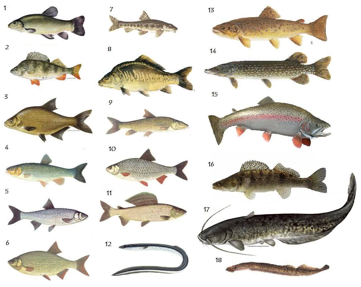 Какая бывает рыба? речные и морские рыбы (фото)