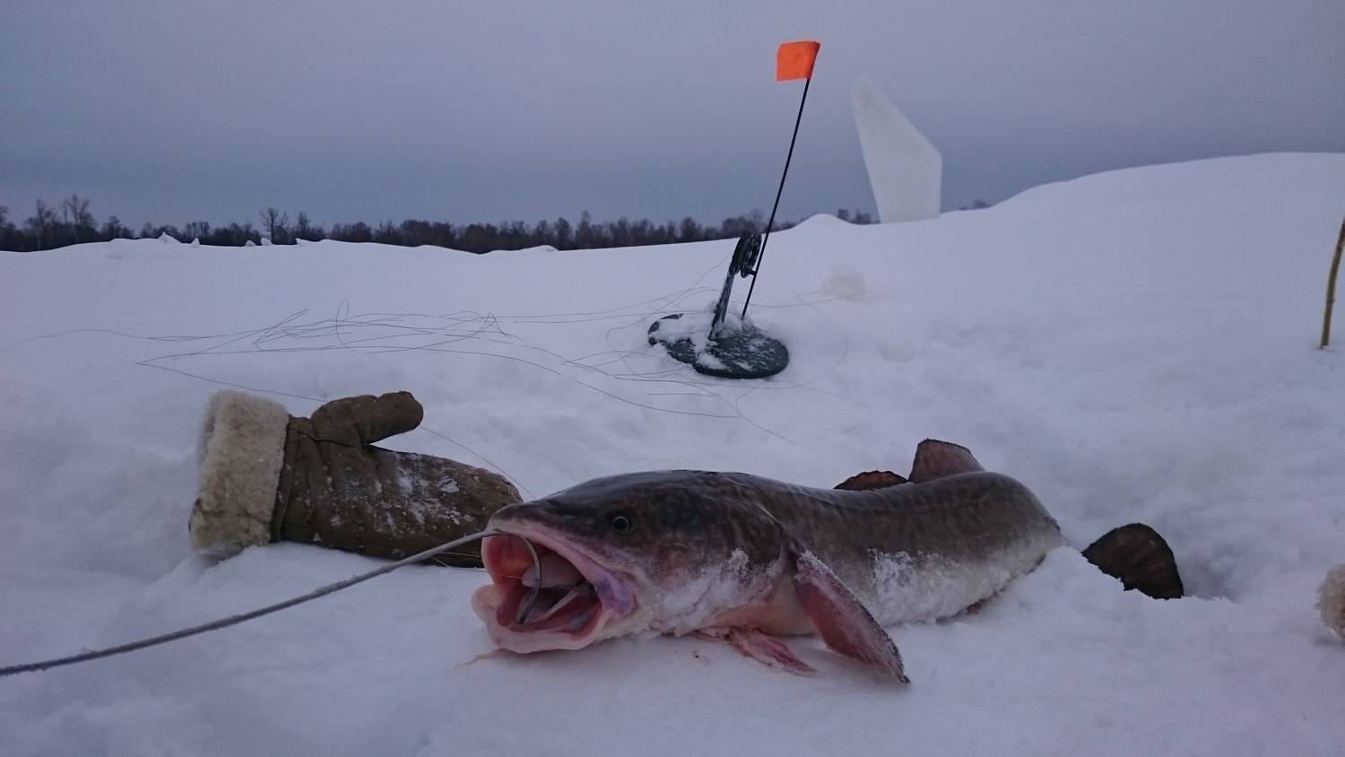 Ловля налима зимой на жерлицы: особенности рыбалки в феврале, используемые оснастки