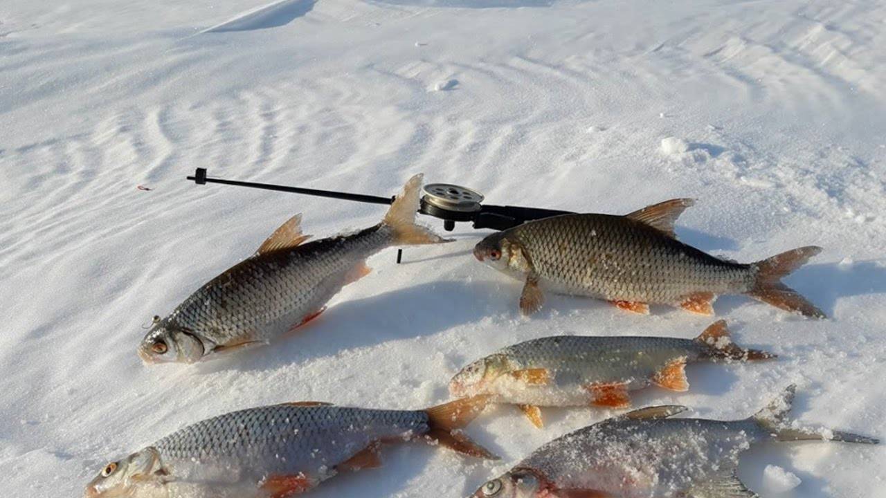 Рыбалка на красноярском море