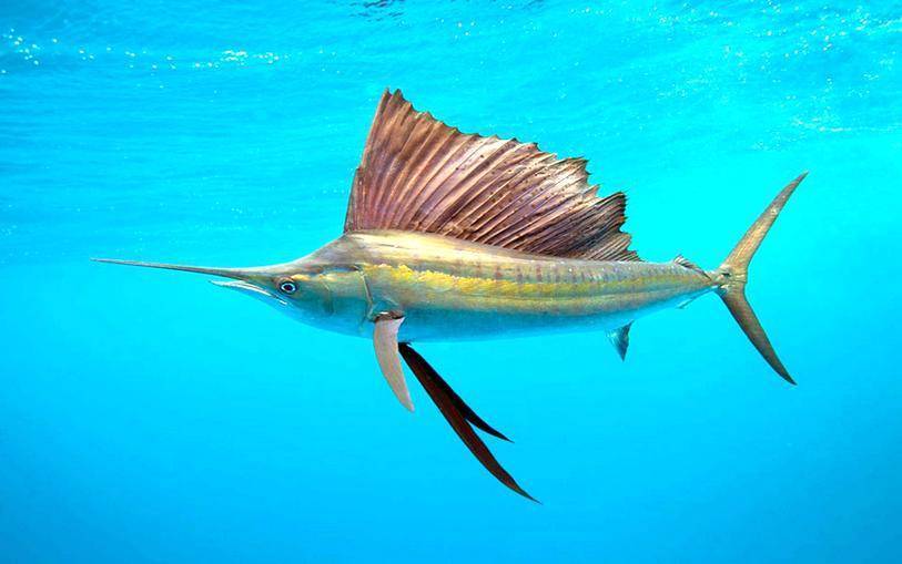 Какие из представителей подводного мира развивают большую скорость, какая рыба является самой быстрой в мире