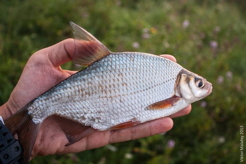 Густера — как отличить от других рыб, польза и вред, приготовление рыбы на ydoo.info