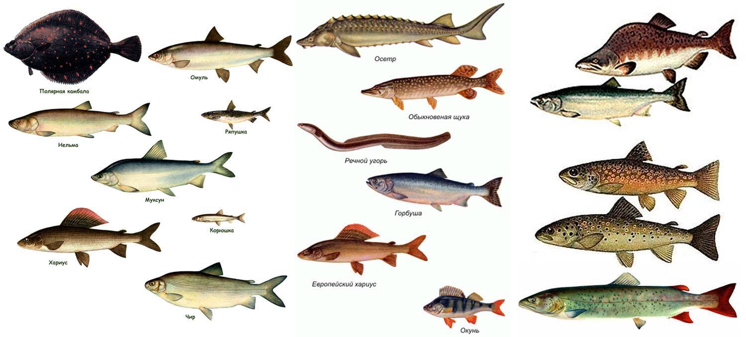 Редкие рыбы: экзотические морские обитатели глубин, яркие тропические речные виды, морской черт