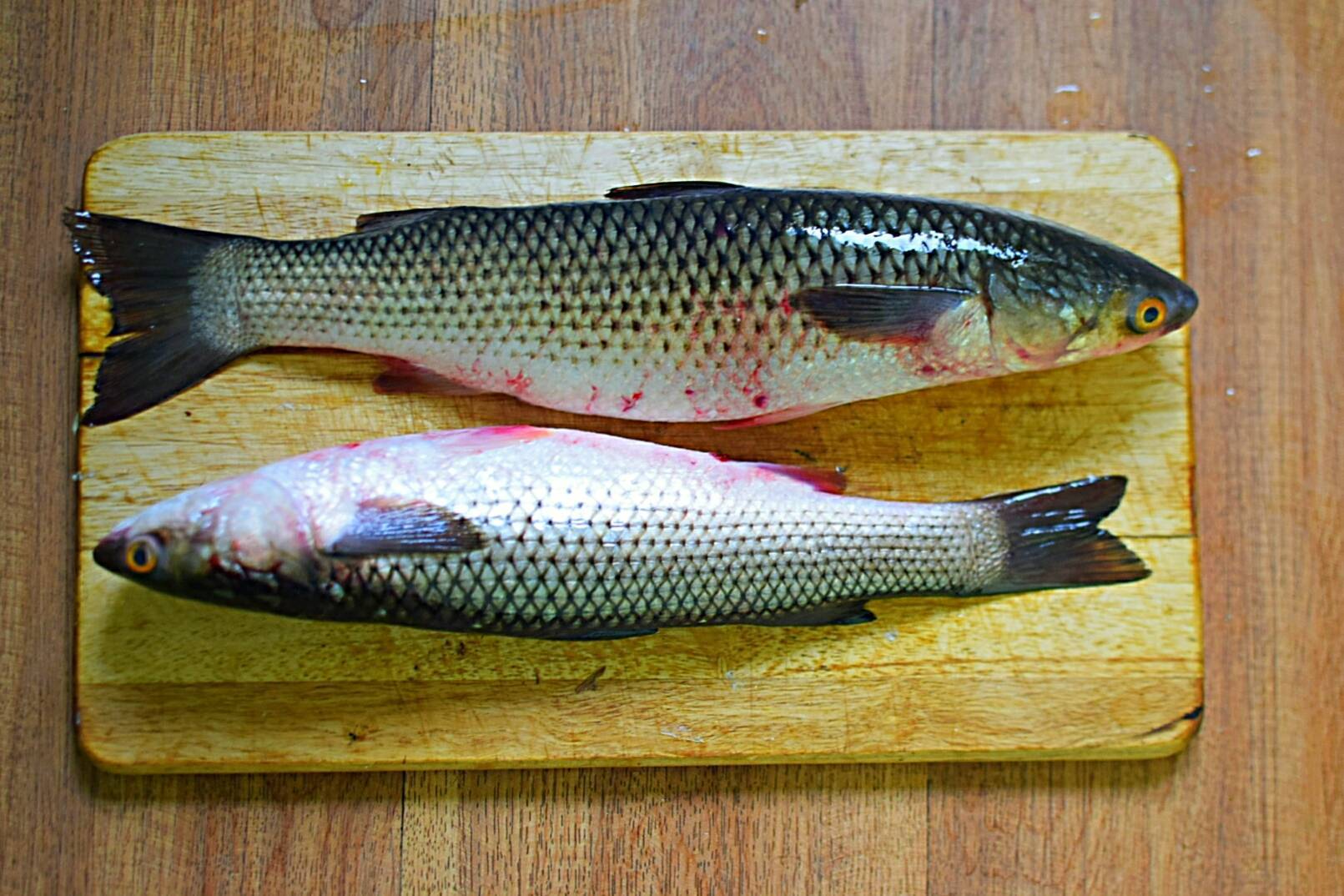 Рыба пеленгас польза и вред