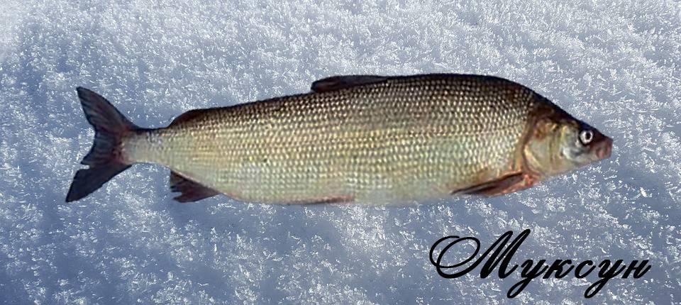 Рыба «Муксун» фото и описание