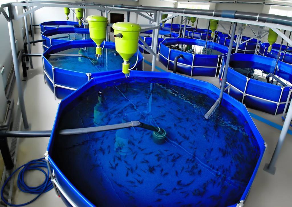 Прудовое рыбоводство: как правильно организовать? — cельхозпортал