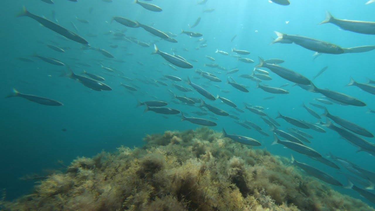 Арбалет для подводной охоты на черном море: подводная охота в черном море весной, летом и осенью
