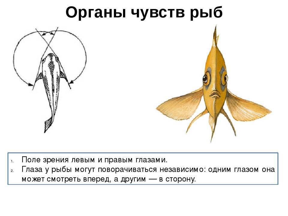 ✅ слух у рыб, что является органом слуха у рыбы - fishyarm.ru