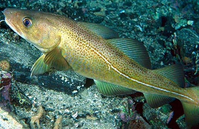 Треска рыба. образ жизни и среда обитания рыбы трески | животный мир