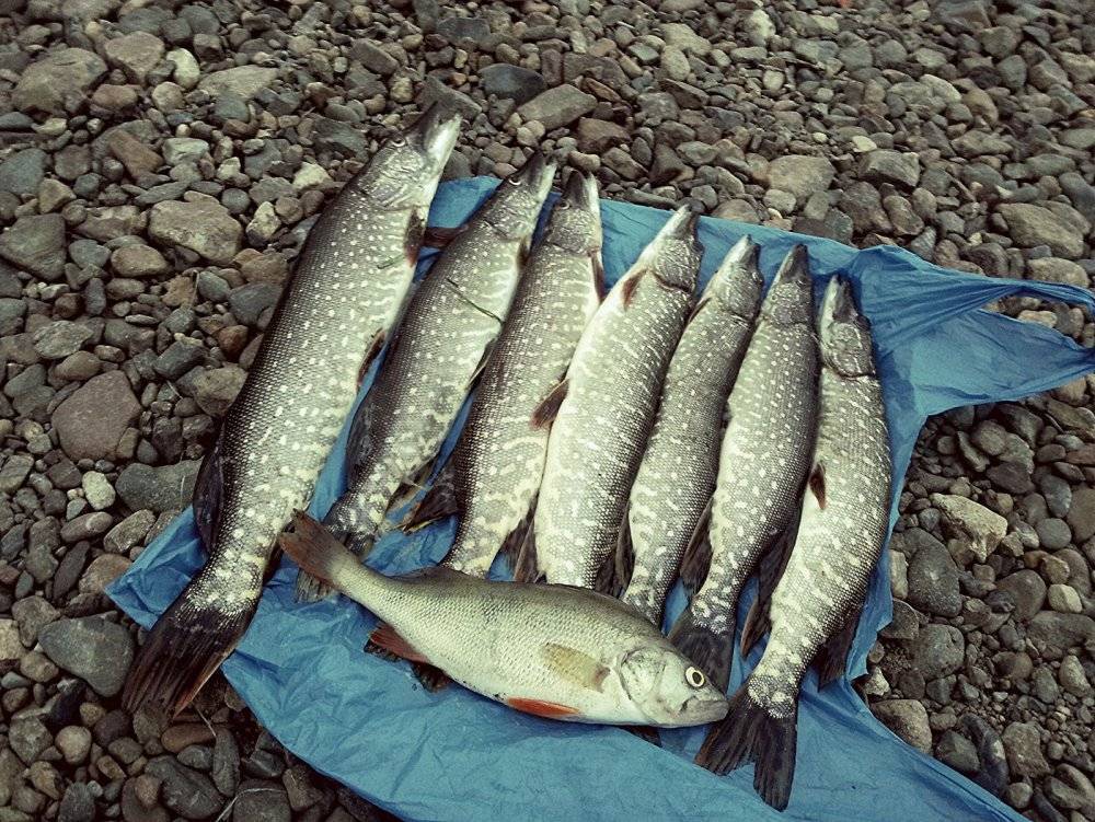 Рыбалка в тосненском районе. рыболовный форум и отчеты