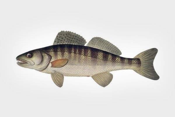 Чоп: описание рыбы, характеристики и советы по вылову для начинающих. 120 фото рыбы и ее лова