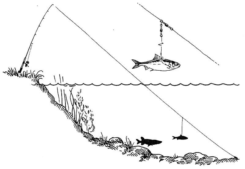 Ловля судака на живца с берега: оснастка при ловле зимой и летом