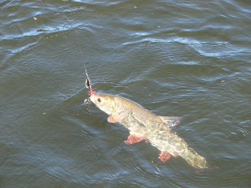 Река сясь: географические особенности, рыбная ловля