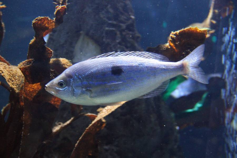 Смарида обыкновенная фото и описание – каталог рыб, смотреть онлайн
