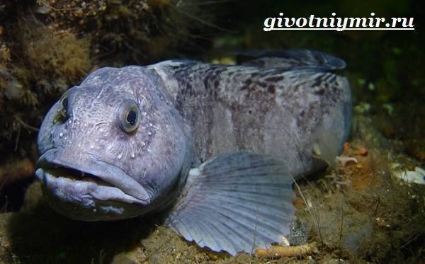 Звездчатый аротрон — необычная рыба