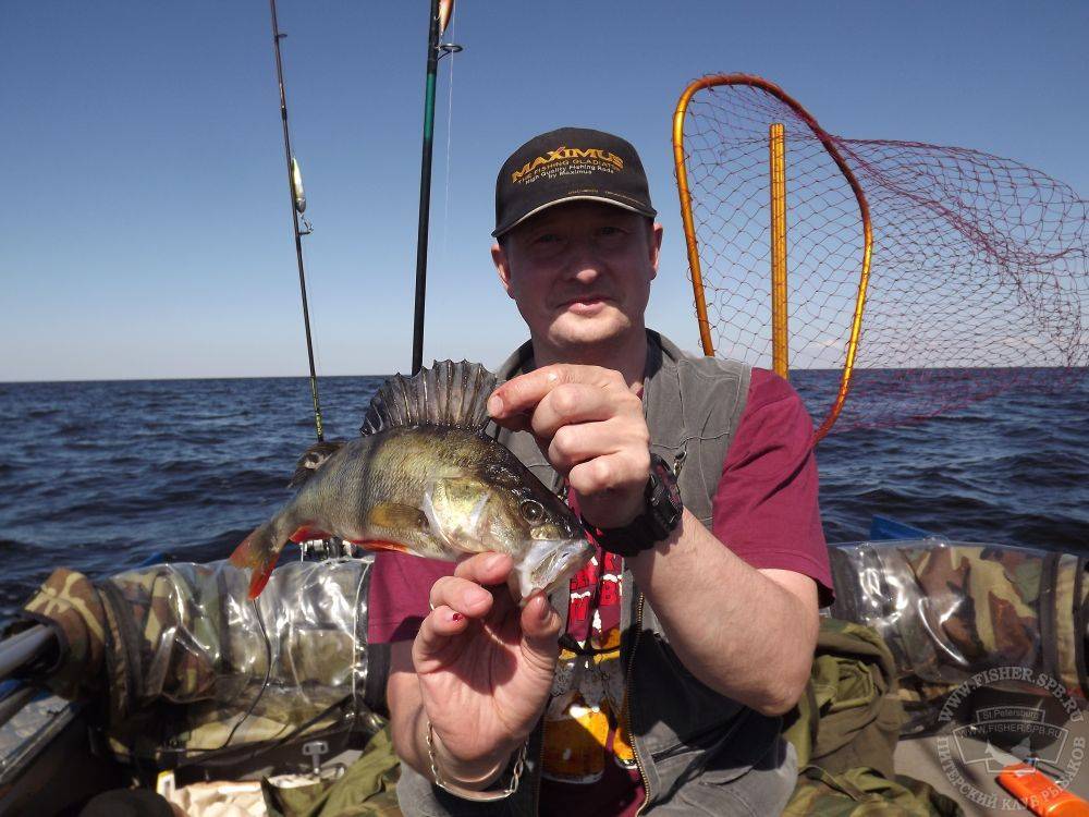 Рыбалка в ладожских шхерах летом — какая рыба водится и где лучший клёв?