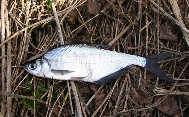 Уникальная рыба с прозрачной головой — малоротая макропинна / бочкоглаз