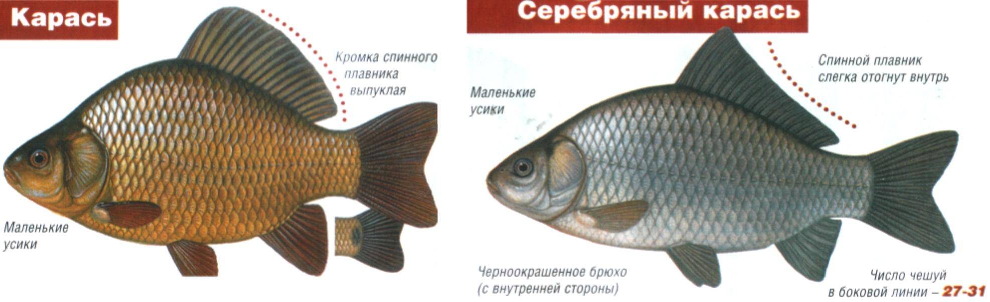 Сибас: описание рыбы, калорийность, места обитания, нерест, способы ловли и образ жизни