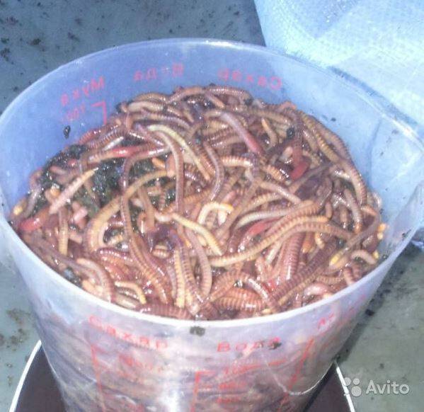 Как хранить дождевых червей в домашних условиях?