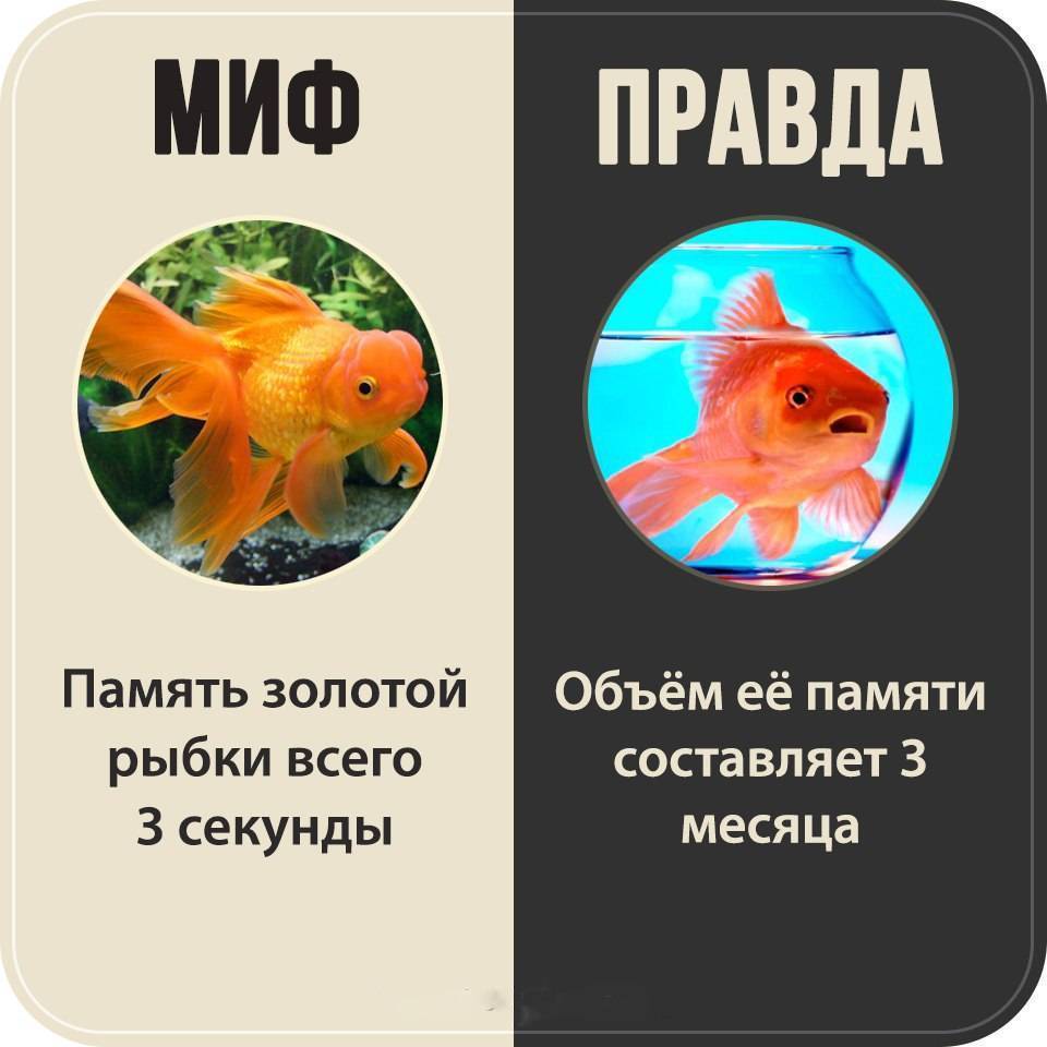 Есть ли память у рыб: мифы и реальность