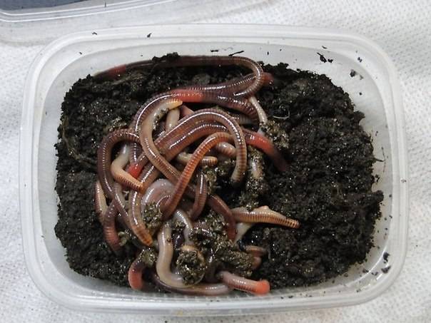 Добыча червя или где найти червей в любое время года. их среда обитания, хранение