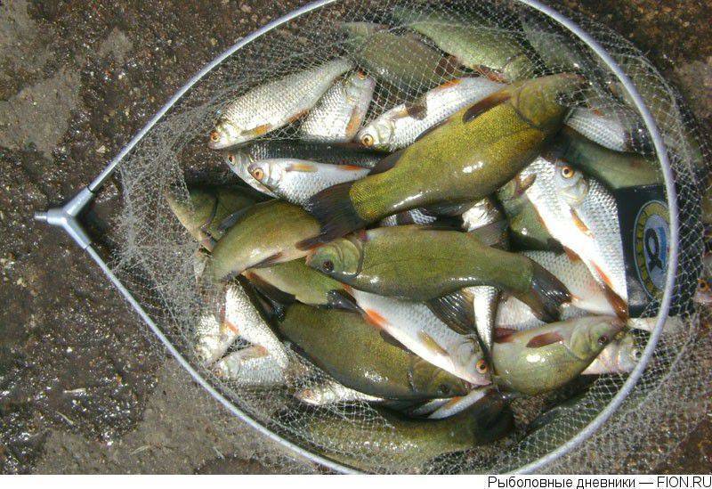 Рыбалка на сенеже: разнообразие клёва (фото + видео)