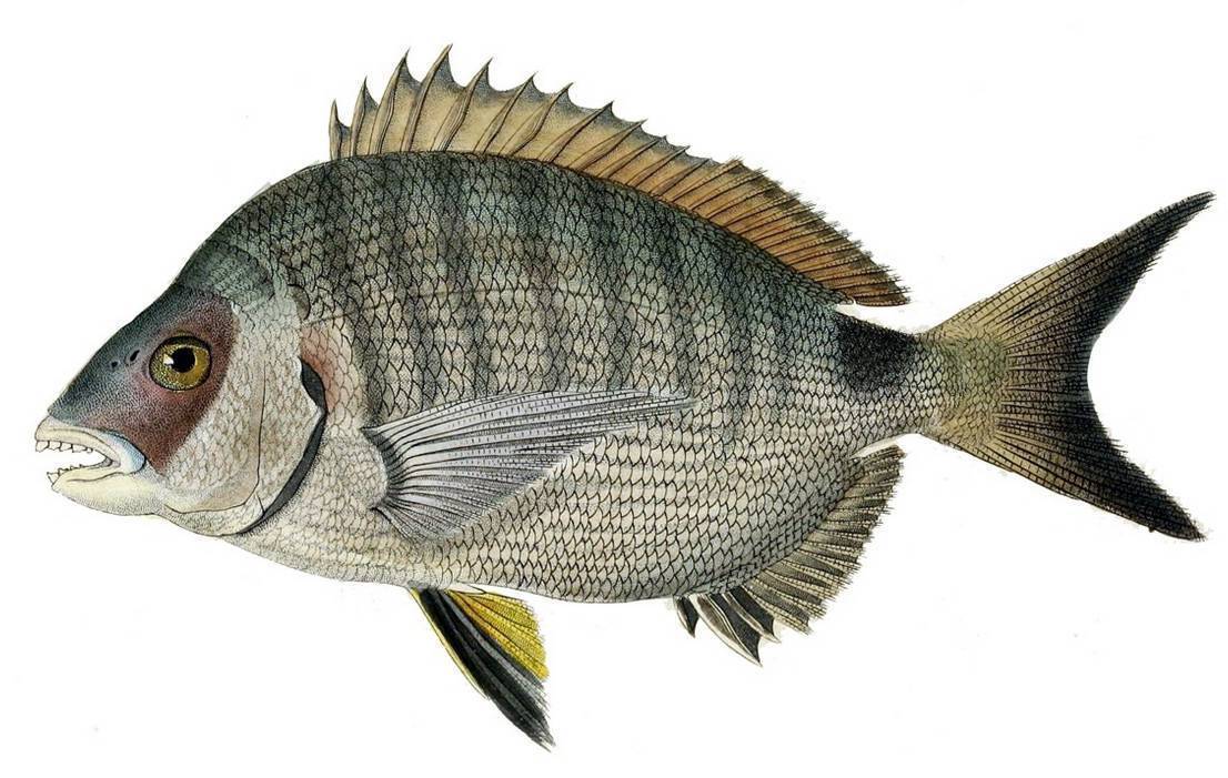 Рыба усач – разновидности, описание, места обитания, способы ловли