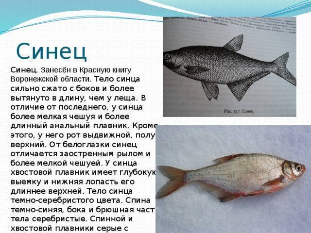 Рыба красноглазка: описание, фото и калорийность