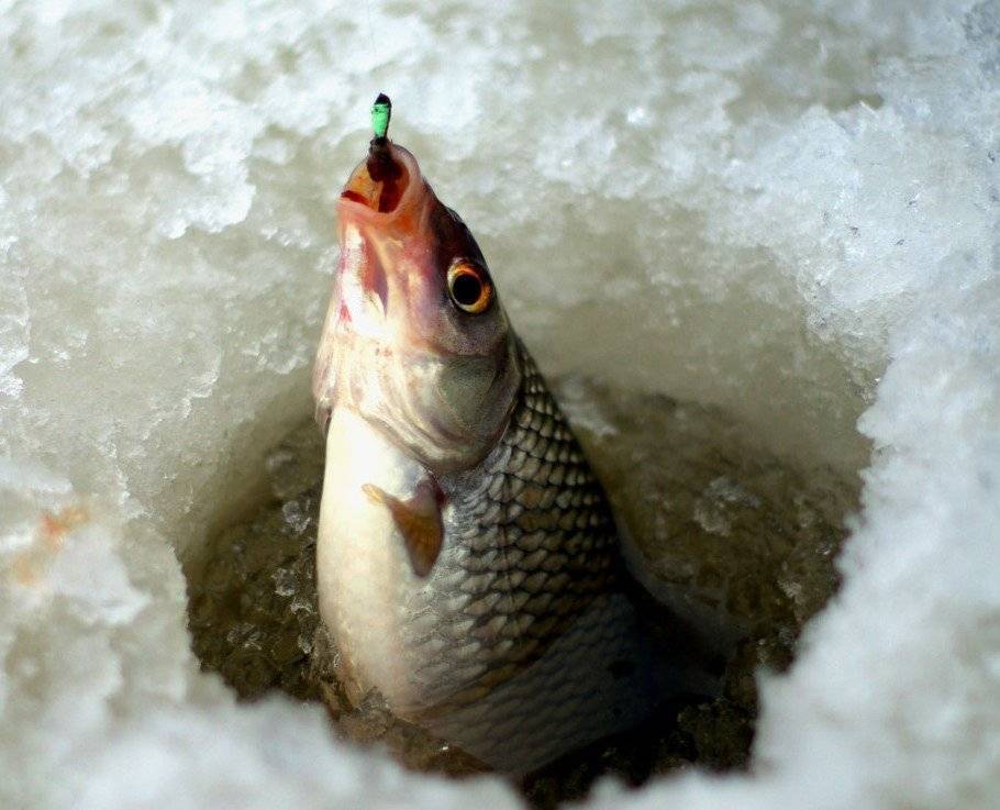 Зимняя рыбалка видео. смотреть видео про зимнюю рыбалку