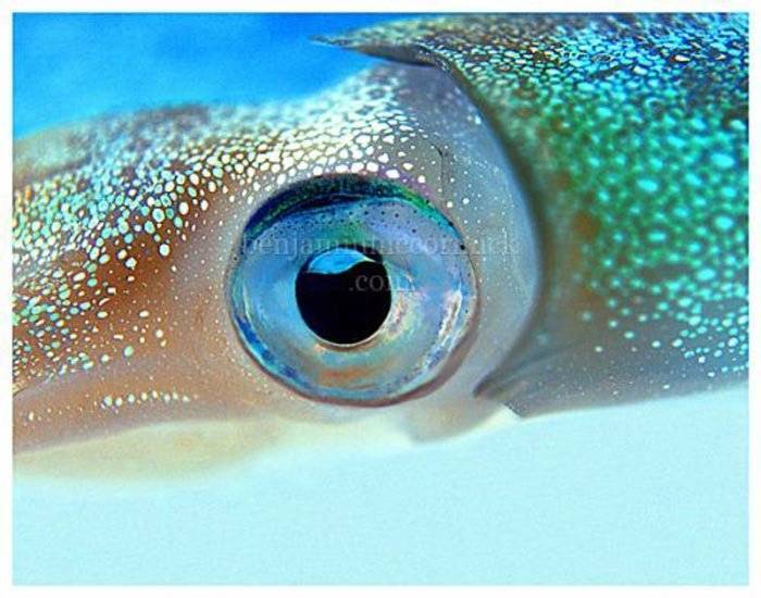 Рыба красноглазка: где водится, что это за вид, краткое описание, особенности ловли