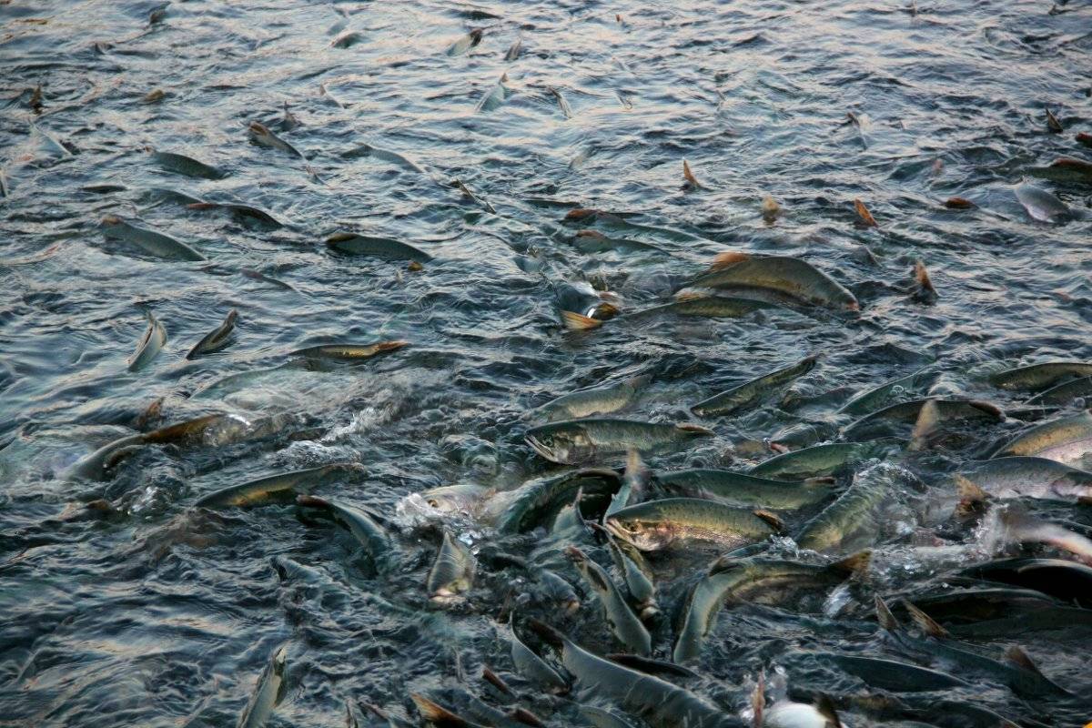 Когда происходит нерест лососевых рыб