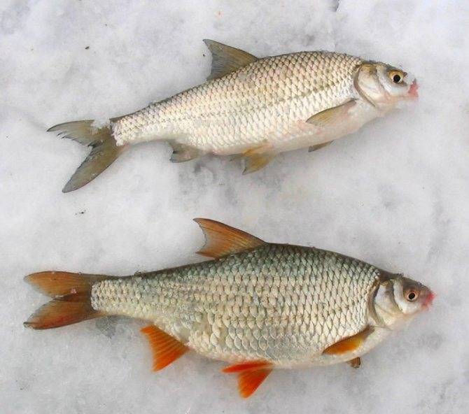 Красноперка: описание рыбы и отличия от плотвы