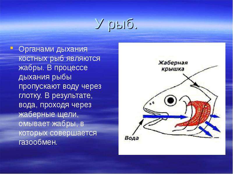 ✅ как дышат рыбы в воде. чем дышат рыбы в воде - elpaso-antibar.ru