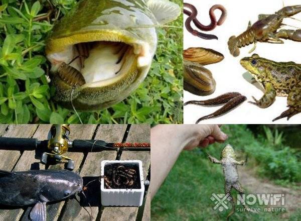 Ловля сома: особенности рыбалки на реке (на живца или «лягушку»), когда лучше клюет