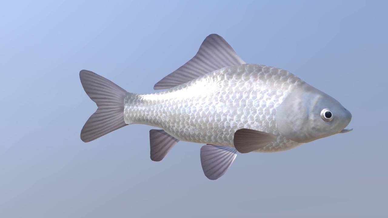 Рыба карась: как выглядит и чем питается, описание вида