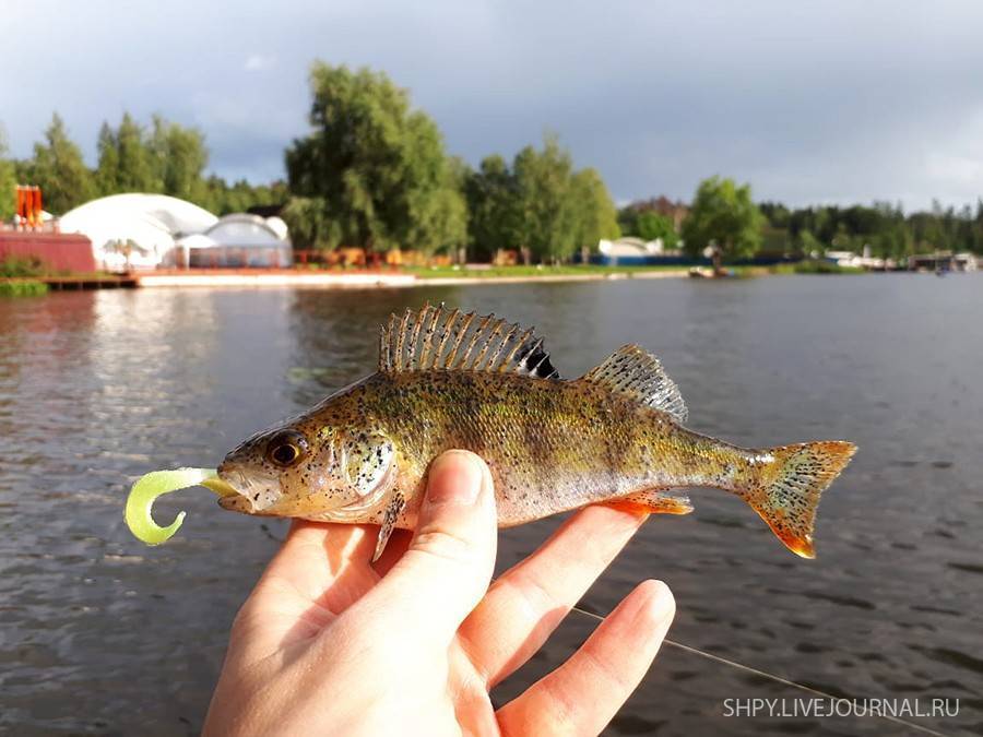 Клязьминское водохранилище - всё о рыбалке на водоеме, для рыбаков города москва.