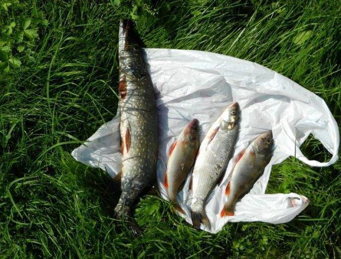 Платная рыбалка в ленинградской области – цены и водоемы – суперулов – интернет-портал о рыбалке