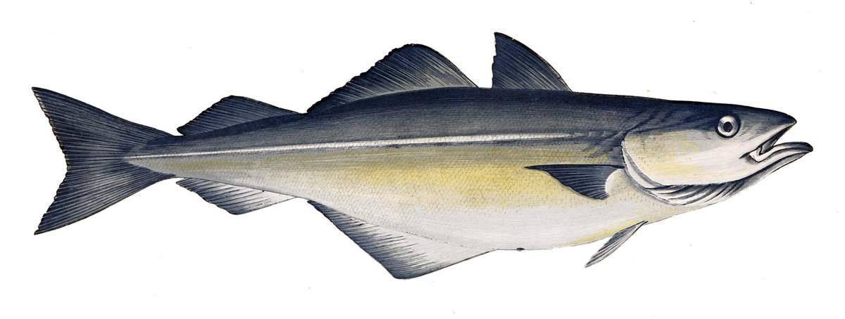 Рыба треска: где обитает и как выглядит эта ценная морская рыба, классификация и особенности образа жизни