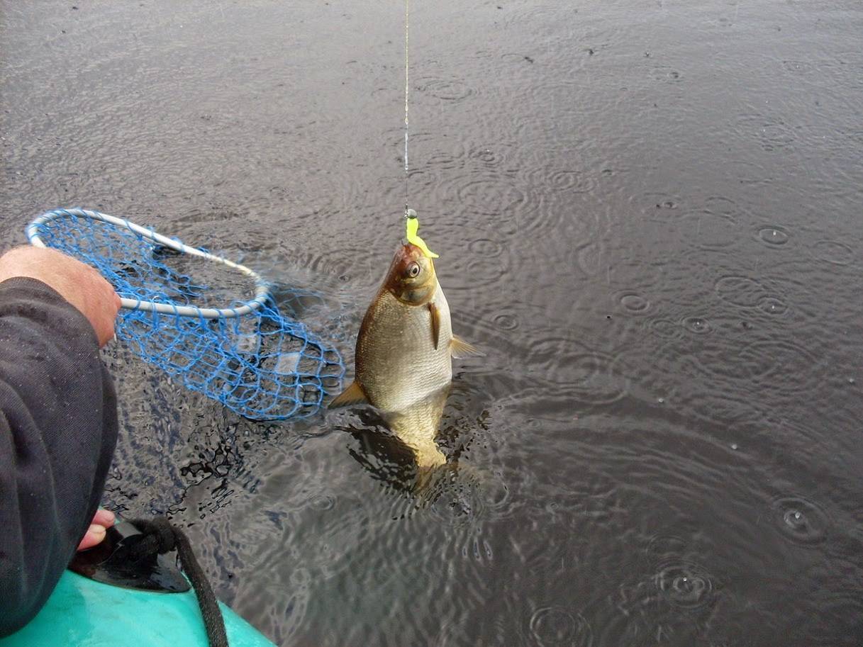 Ловля язя: на что клюет, как ловить на поплавочную удочку, наживки для рыбалки