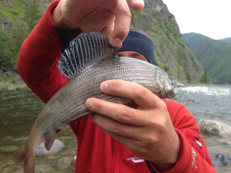 Рыбалка на Катуни в августе, какая рыба водится в реке