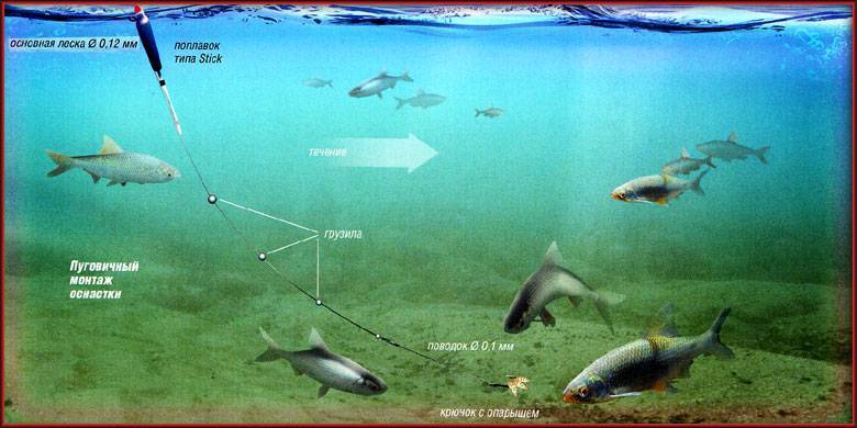 Как ловить форель на удочку: (форель пеструшка на маховую удочку)
