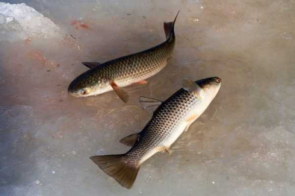 Рыба пеленгас польза и вред — ловись рыбка